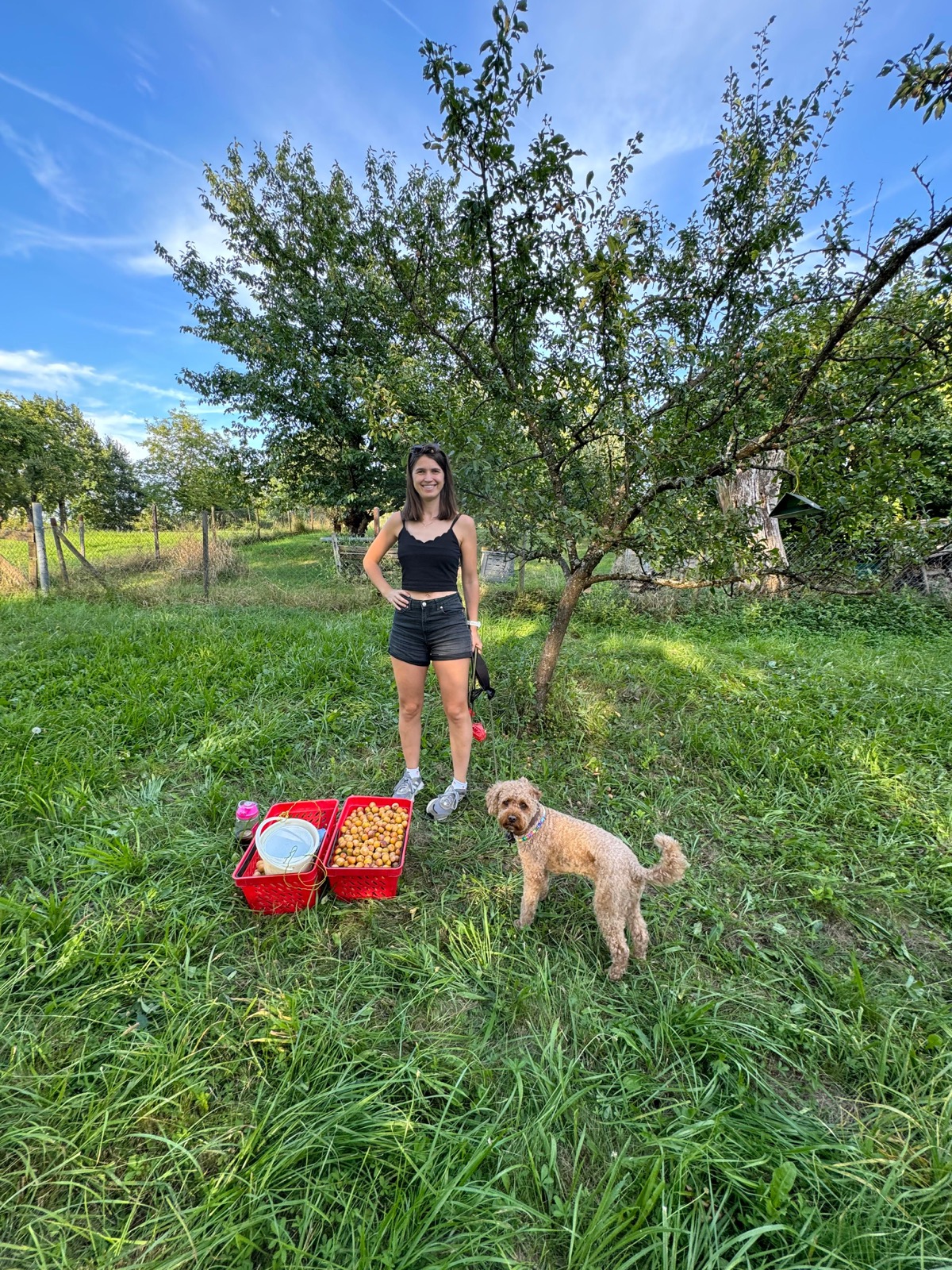 Carina mit Hund und zwei Körben voller Mirabellen unter dem Baum